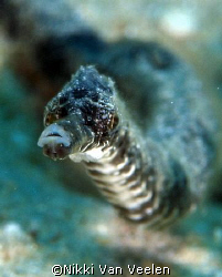 Double ended pipefish taken with E300 and 105mm lens by Nikki Van Veelen 